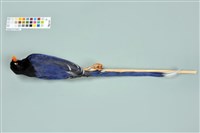 臺灣藍鵲藏品圖，第6張